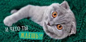 Открытка "А-Д" 0317.602