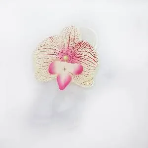 Бутоньерка на руку Роза и орхидея